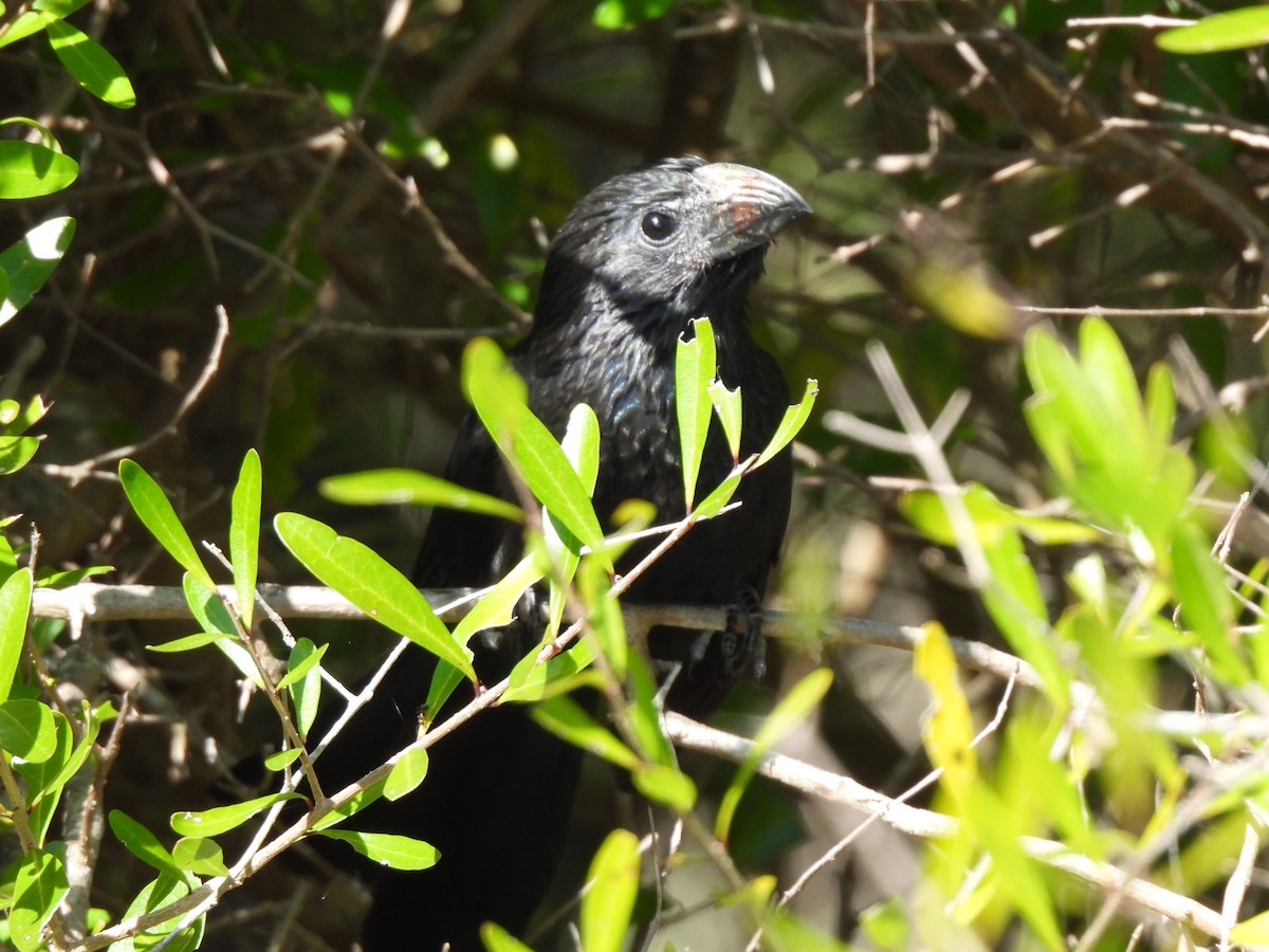 Groove-billed Ani - ML647390527