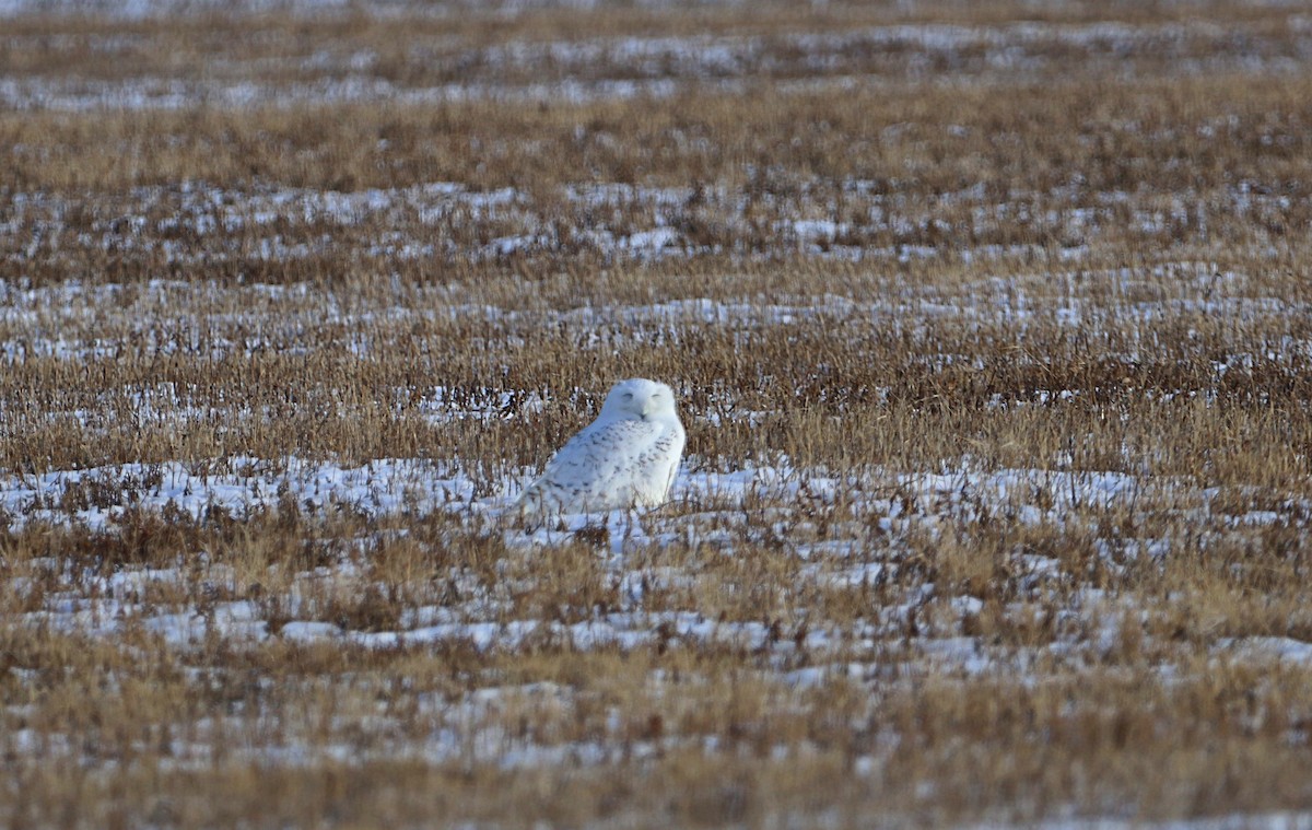 Snowy Owl - ML647390530