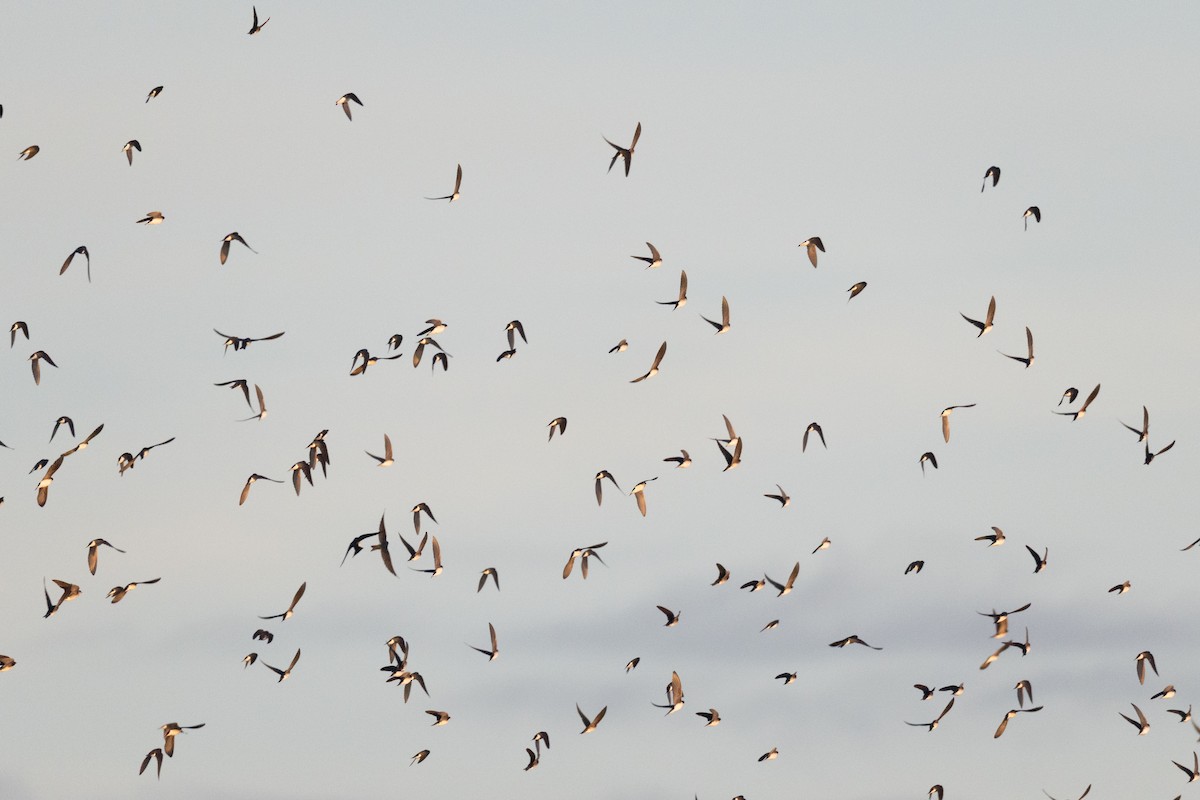 Tree Swallow - ML647390538