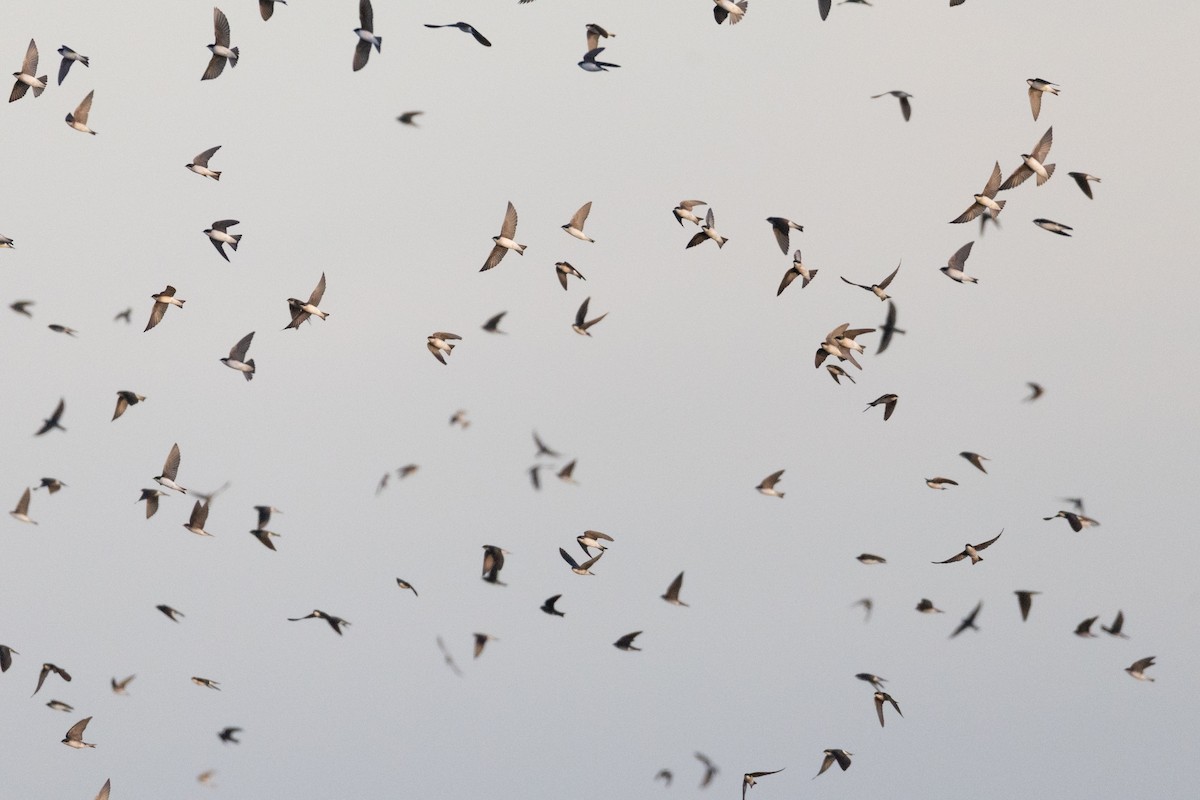 Tree Swallow - ML647390539