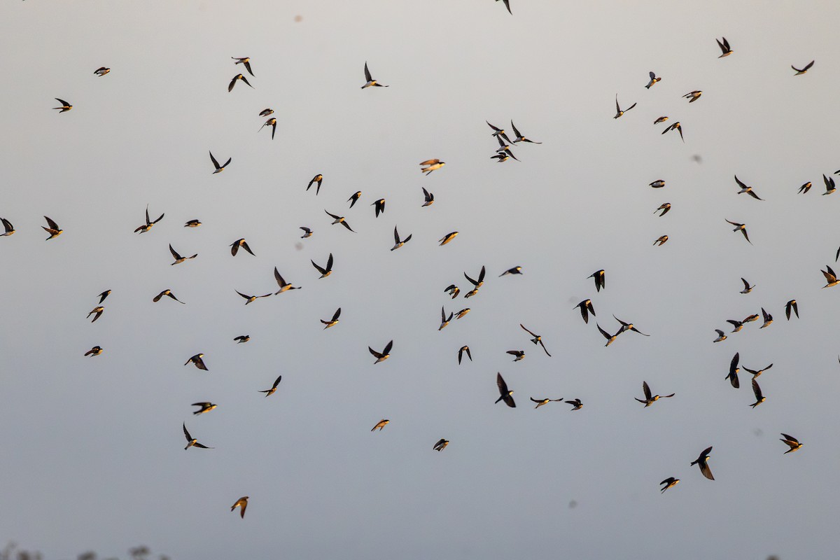 Tree Swallow - ML647390540