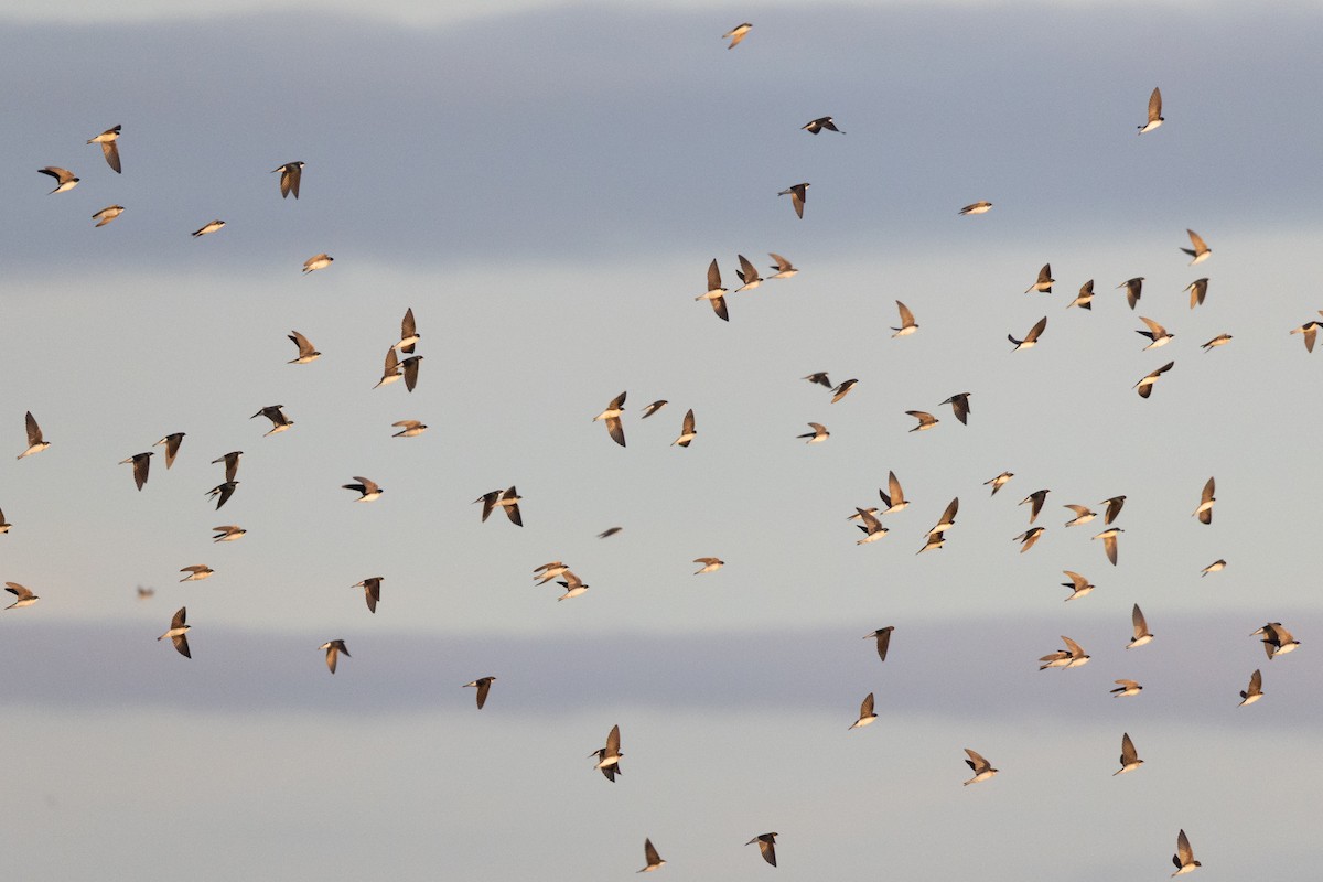 Tree Swallow - ML647390541