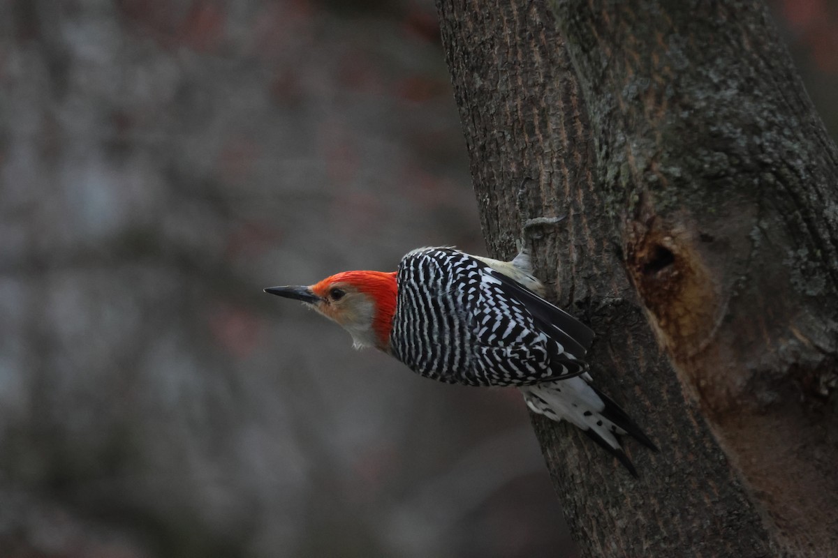 Red-bellied Woodpecker - ML647390543