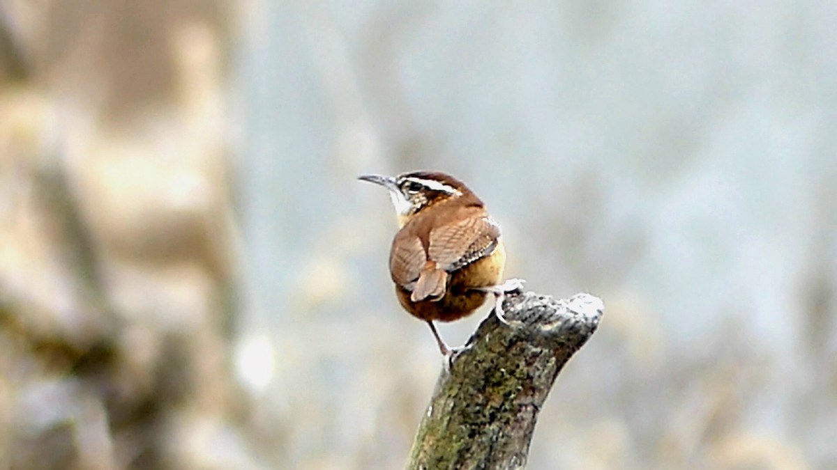 Carolina Wren - ML647390545