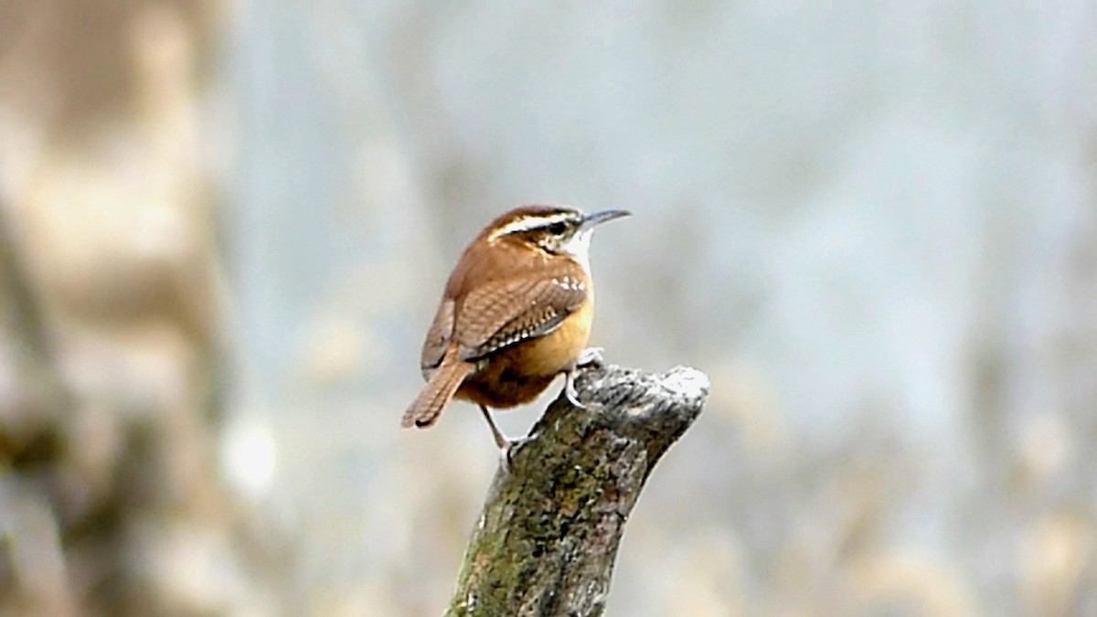 Carolina Wren - ML647390546