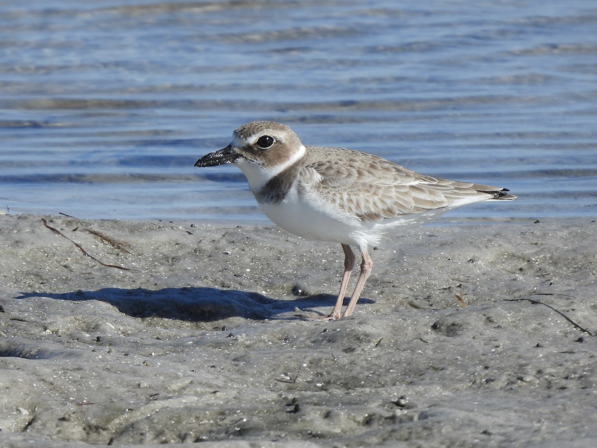 Wilson's Plover - ML647390548