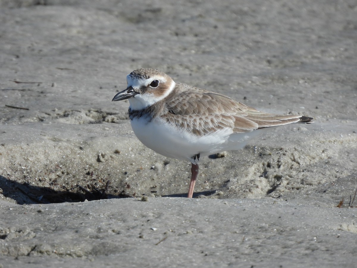 Wilson's Plover - ML647390549
