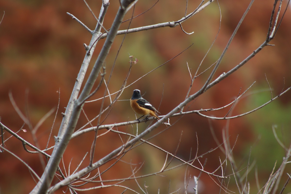 חכלילית סיבירית - ML647390550