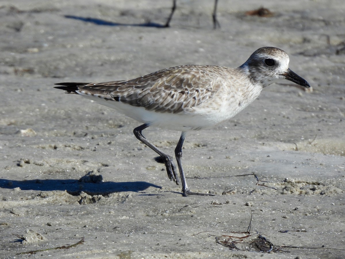 Black-bellied Plover - ML647390552