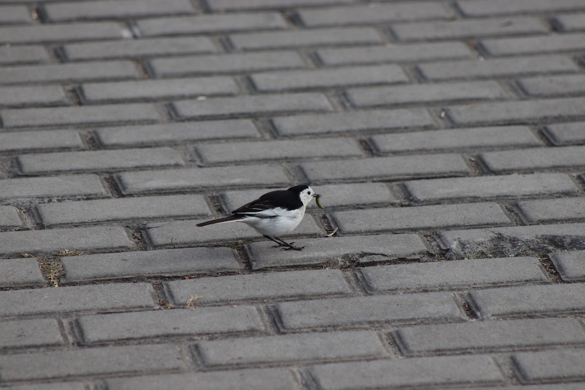 White Wagtail - ML647390553