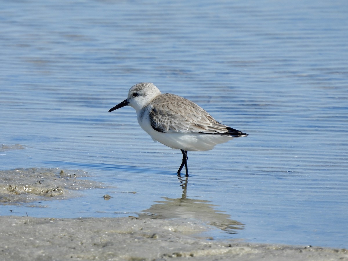 Txirri zuria - ML647390554