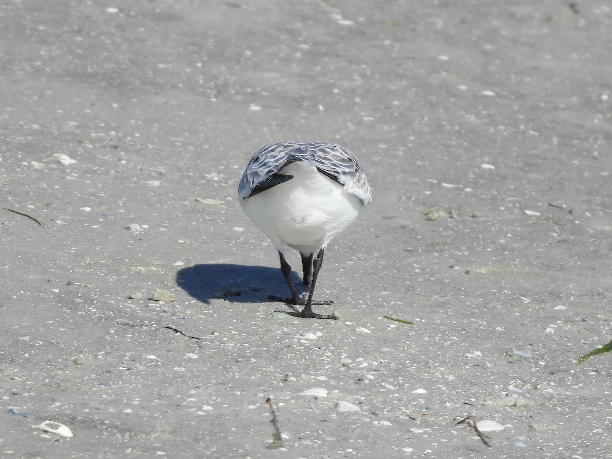 Txirri zuria - ML647390555