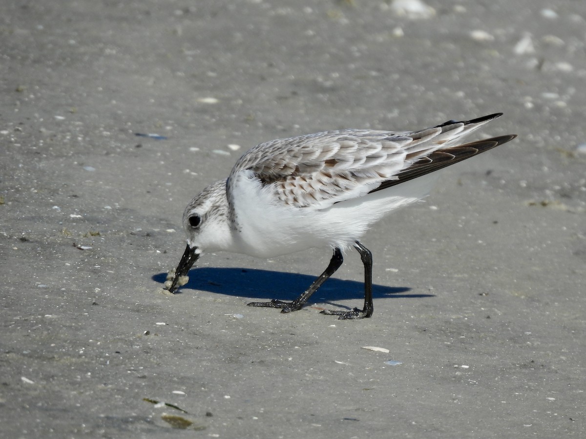 Txirri zuria - ML647390556