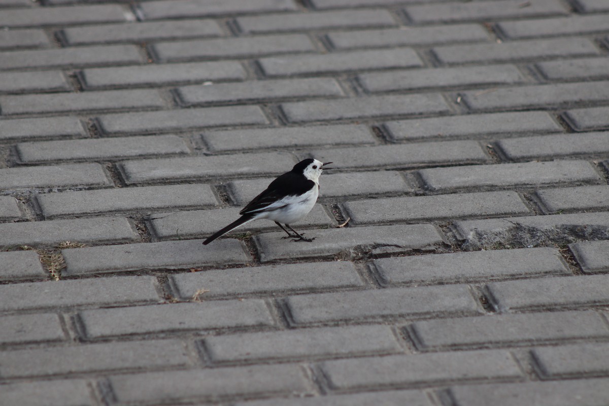 White Wagtail - ML647390559
