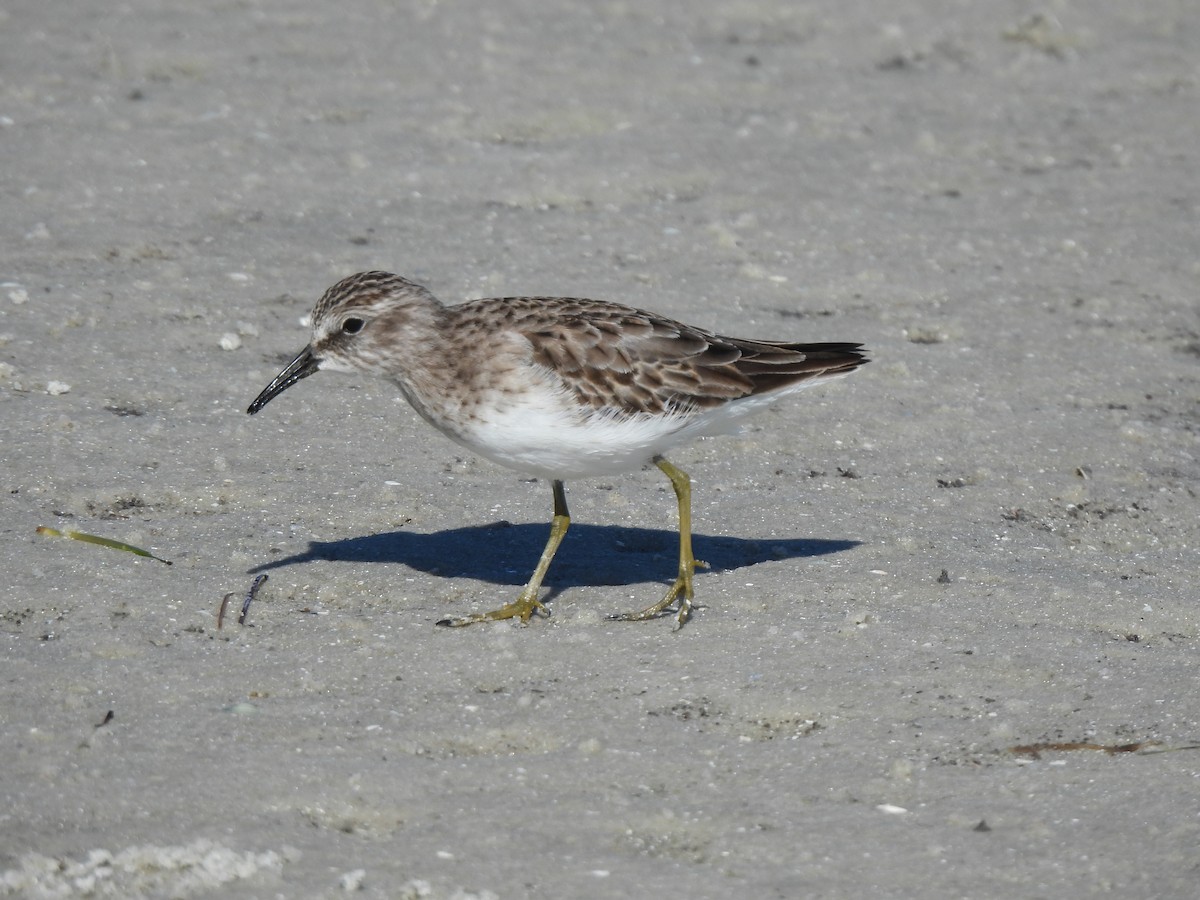 Least Sandpiper - ML647390566