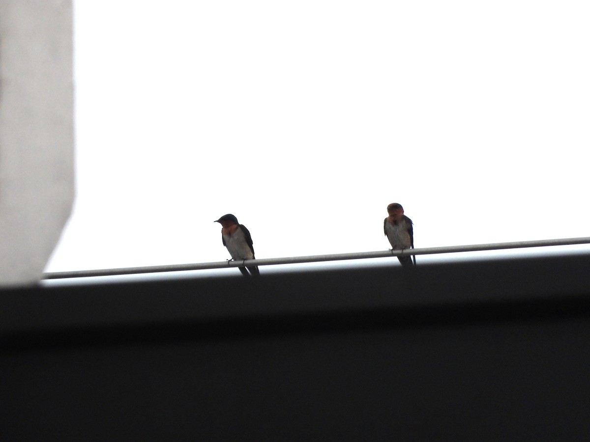 Pacific Swallow - ML647390575