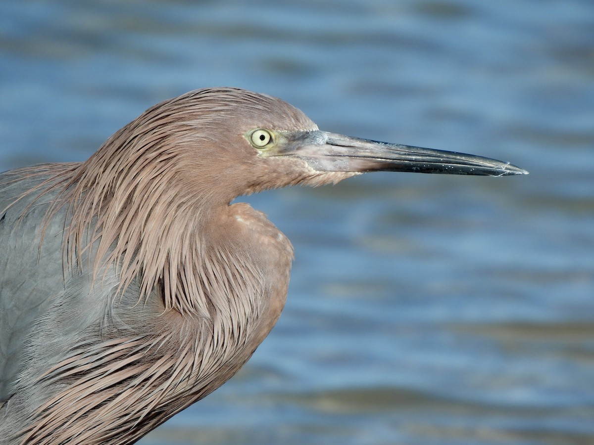 Reddish Egret - ML647390582
