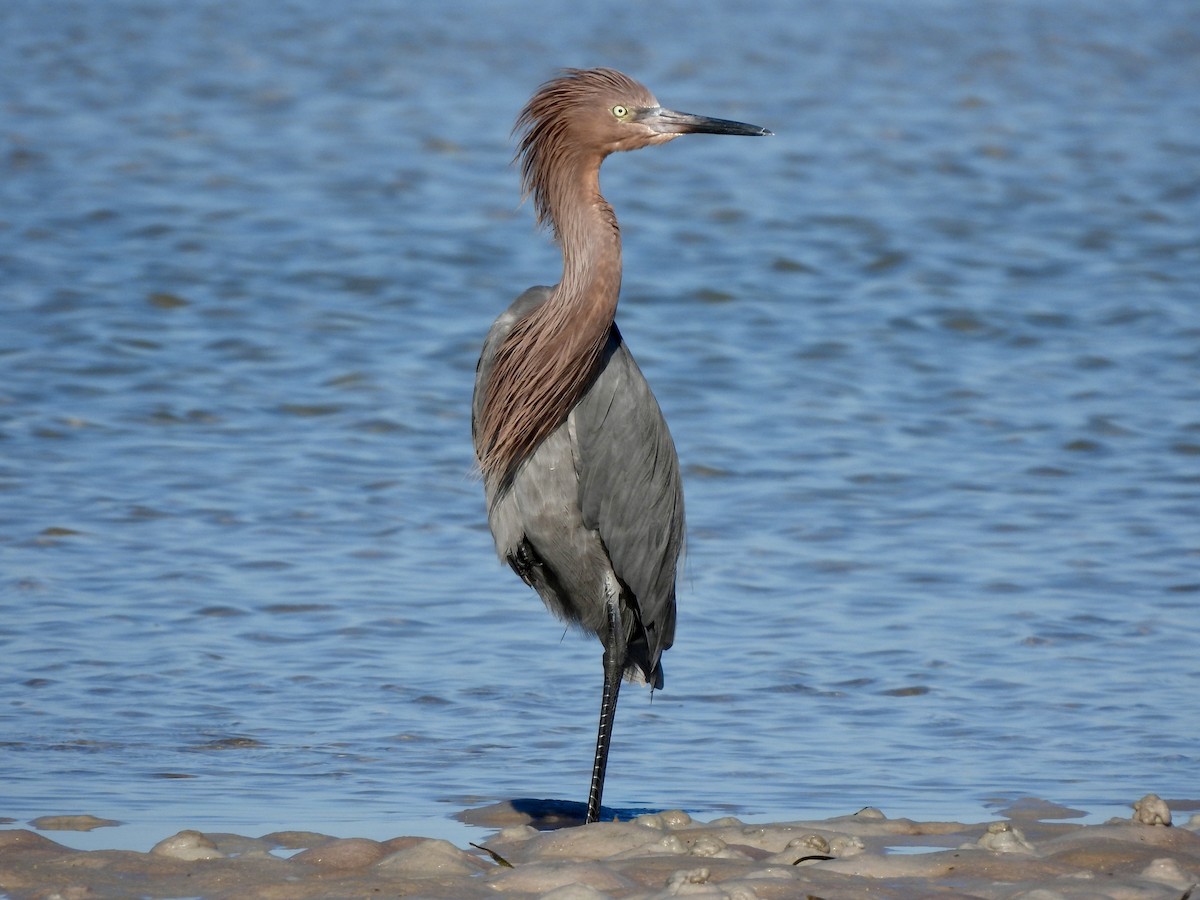 Reddish Egret - ML647390583