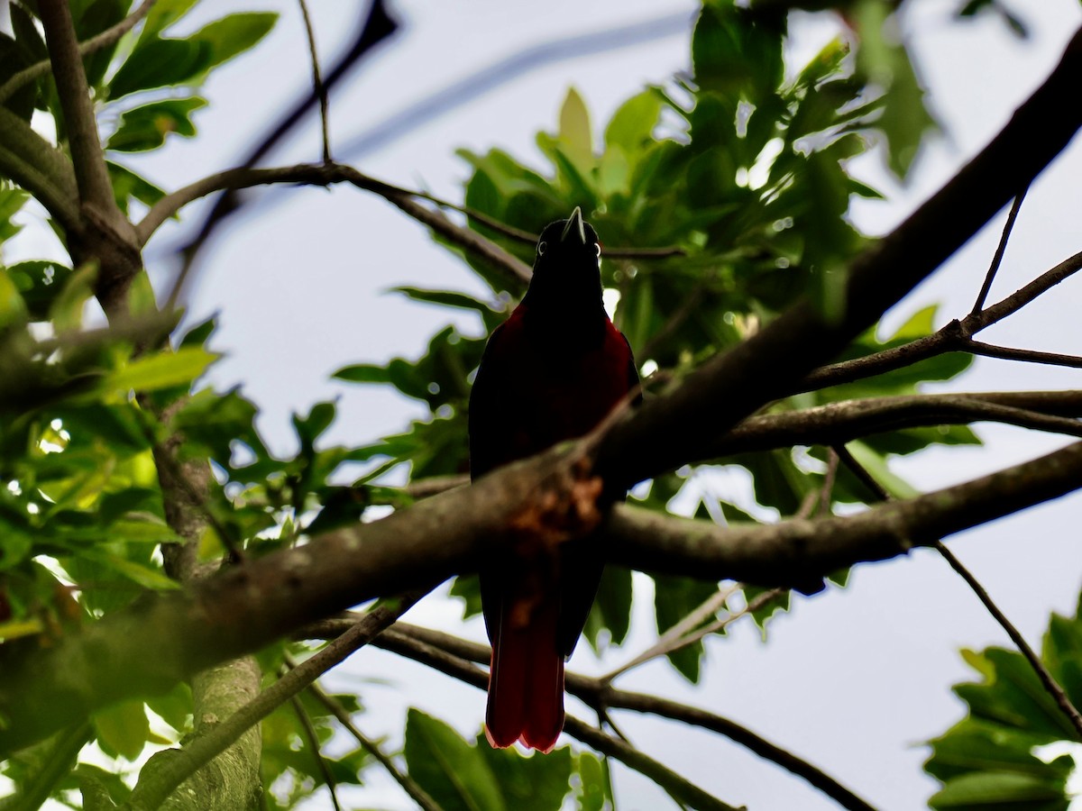 Maroon Oriole - ML647390585
