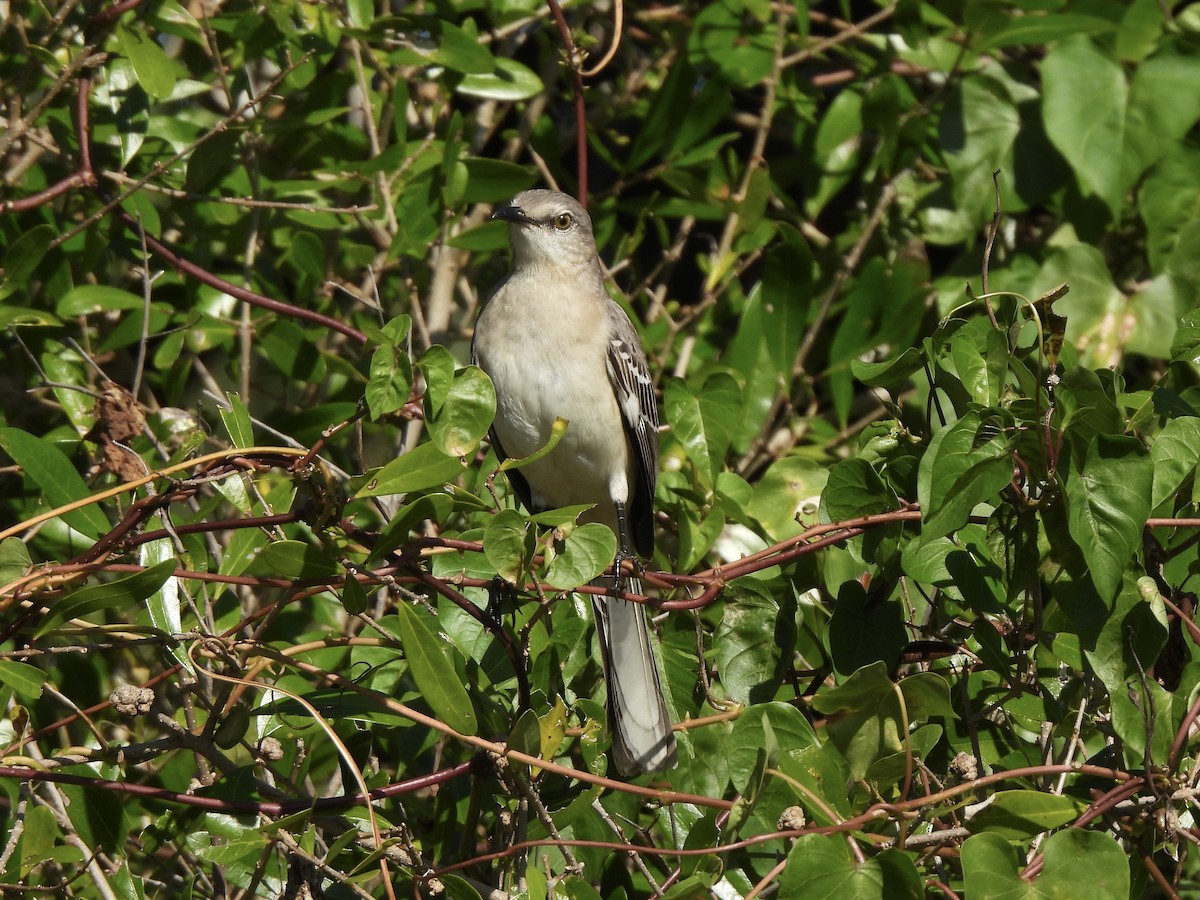Northern Mockingbird - ML647390596