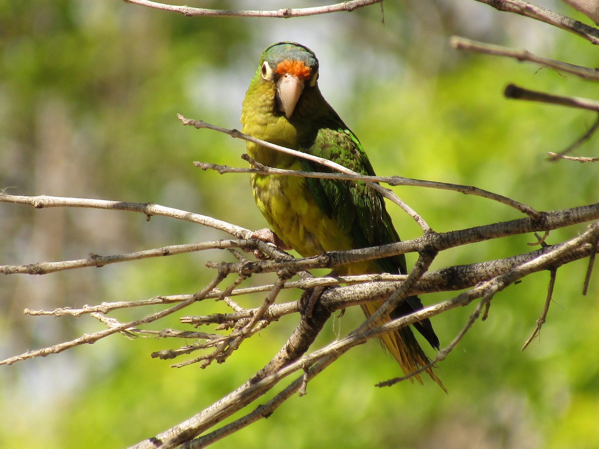 Orange-fronted Parakeet - ML647390600
