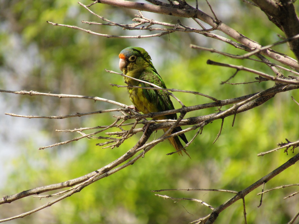 Orange-fronted Parakeet - ML647390601