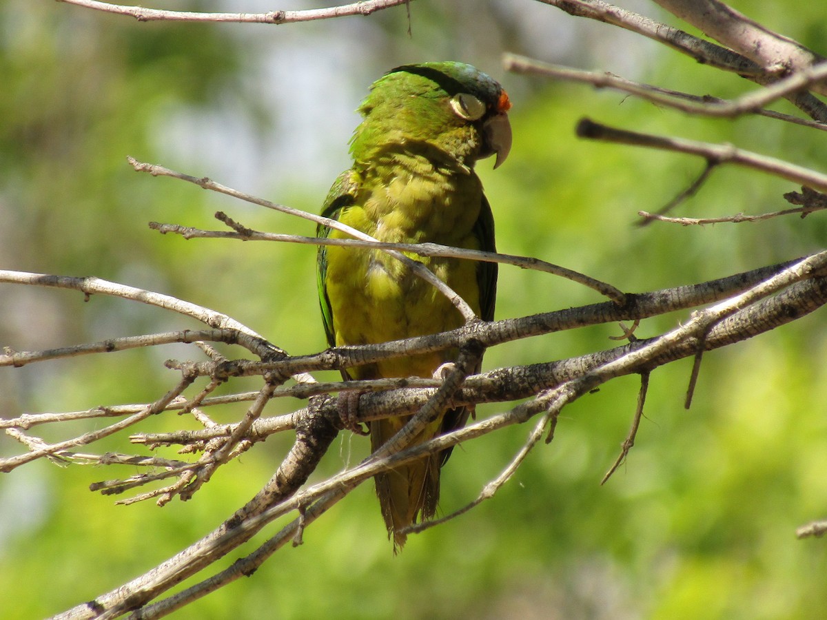 Orange-fronted Parakeet - ML647390606