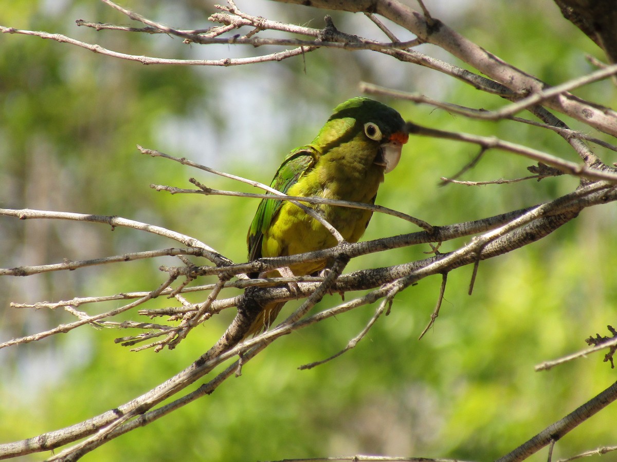 Orange-fronted Parakeet - ML647390609
