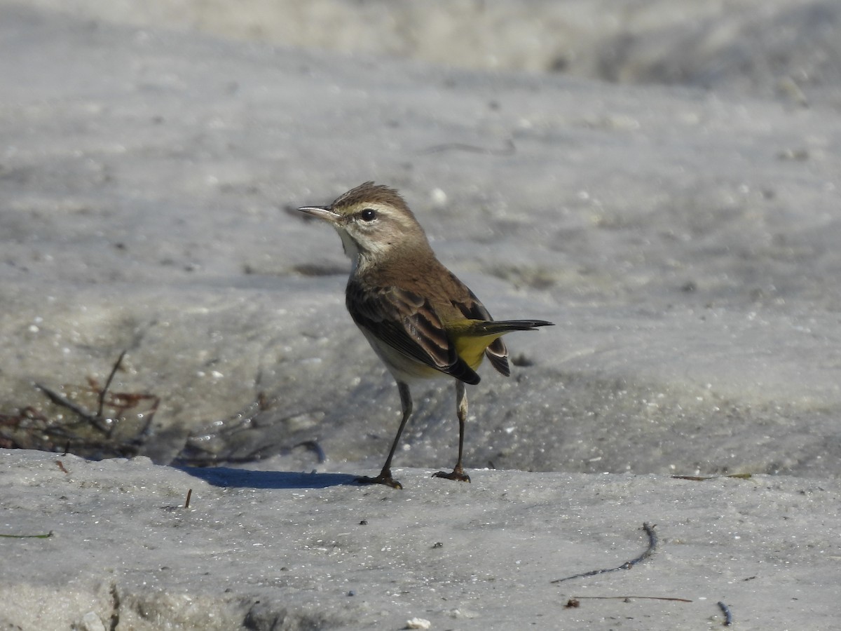 Palm Warbler - ML647390614