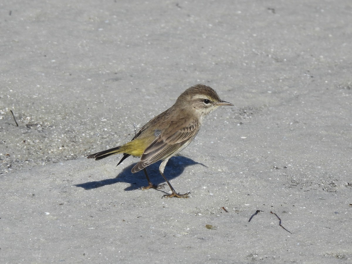 Palm Warbler - ML647390615