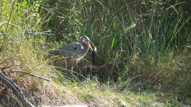 Garza Azulada - ML647390647