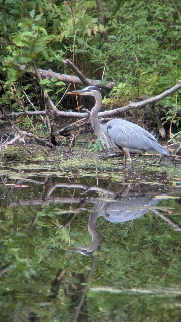 Koartza hauskara amerikarra - ML647390653