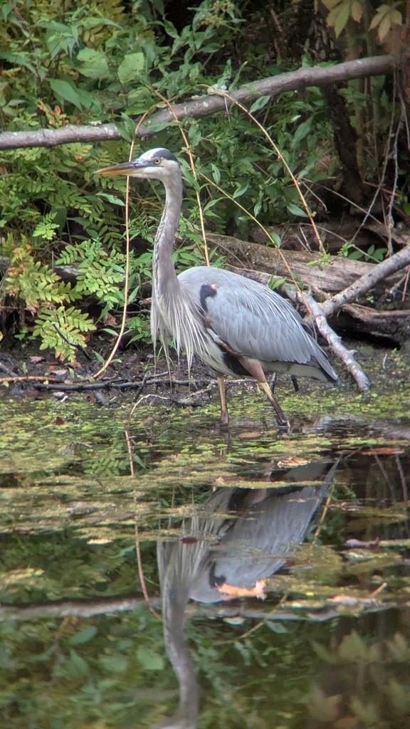 Koartza hauskara amerikarra - ML647390655