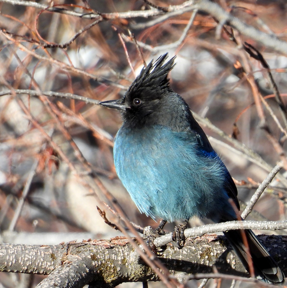 Steller Kargası - ML647390669