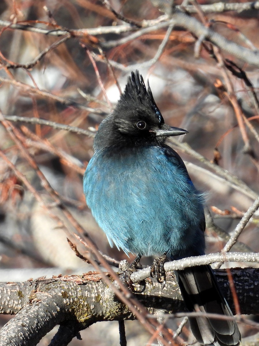 Steller Kargası - ML647390671