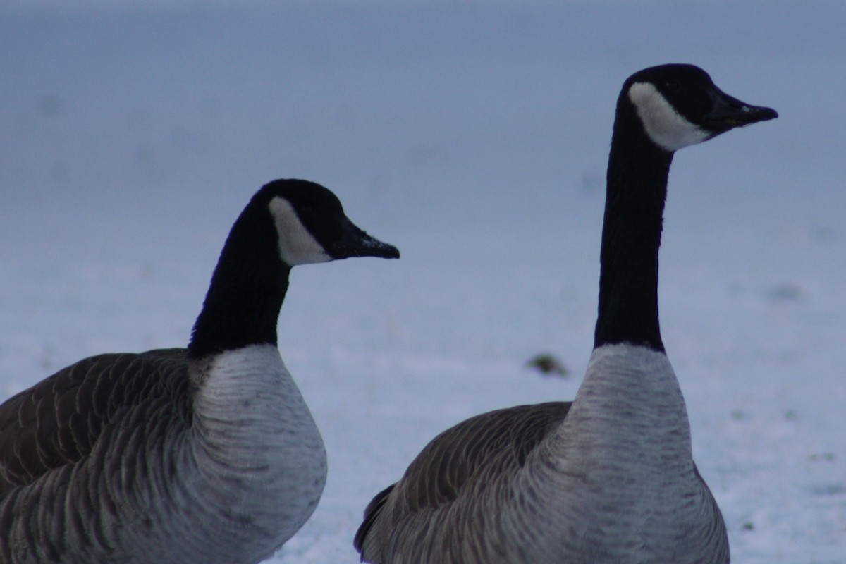 Canada Goose - ML647390686
