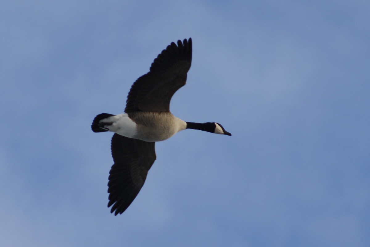 Canada Goose - ML647390687