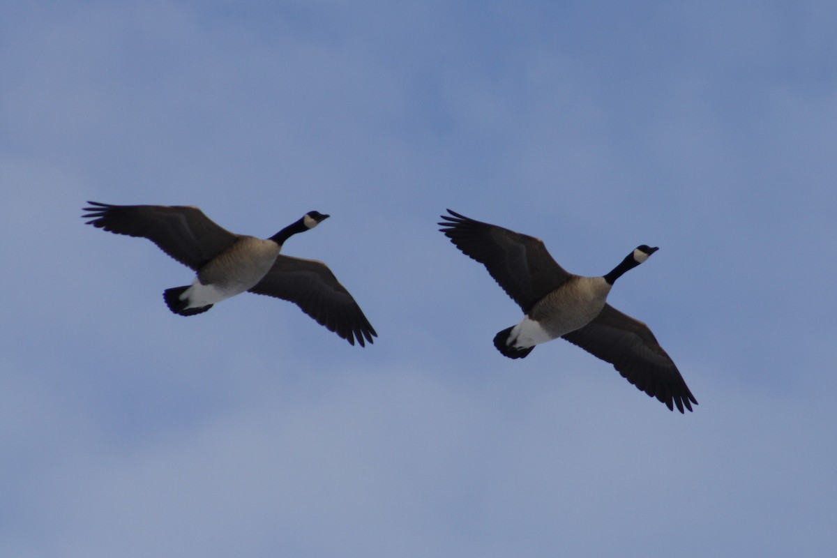 Canada Goose - ML647390688