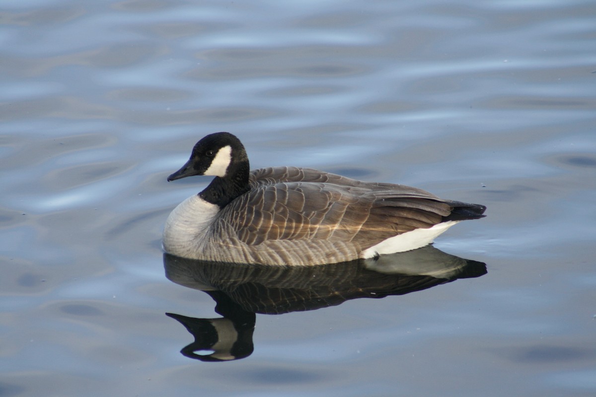 Canada Goose - ML647390689