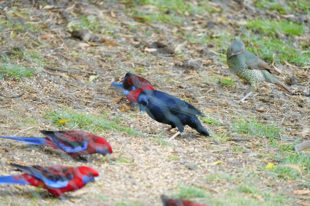 Crimson Rosella - ML647390694