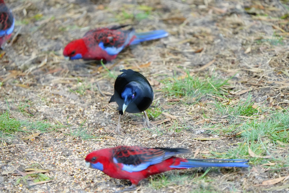 Crimson Rosella - ML647390695