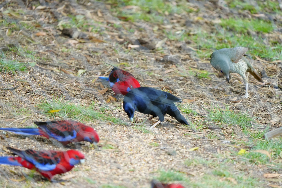 Crimson Rosella - ML647390696