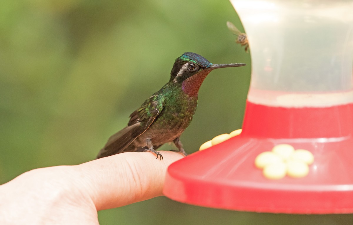 Purple-throated Mountain-gem - ML647390701