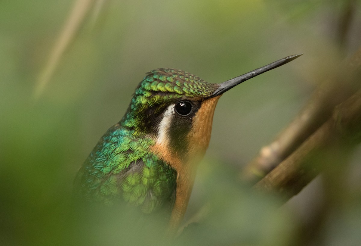 Purple-throated Mountain-gem - ML647390702