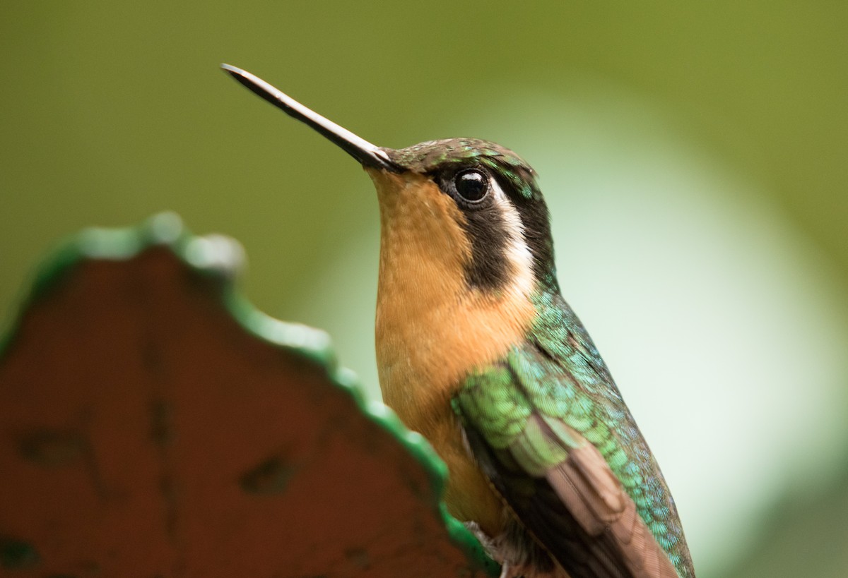 Purple-throated Mountain-gem - ML647390703