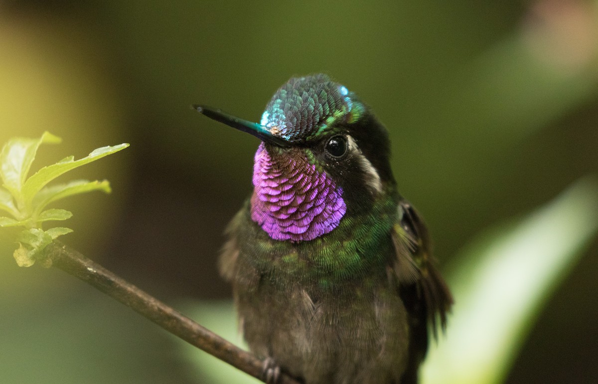 Purple-throated Mountain-gem - ML647390704