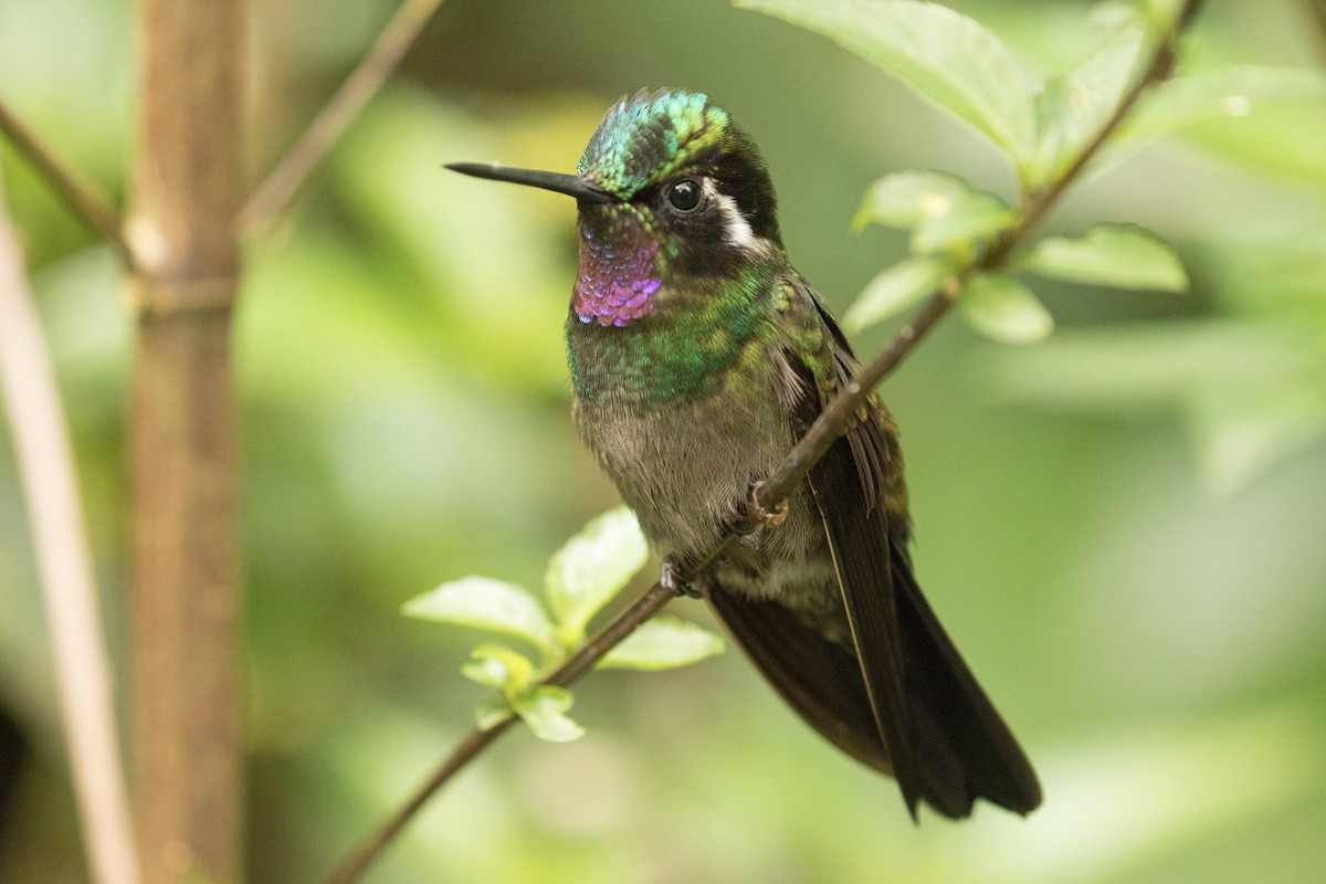 Purple-throated Mountain-gem - ML647390705