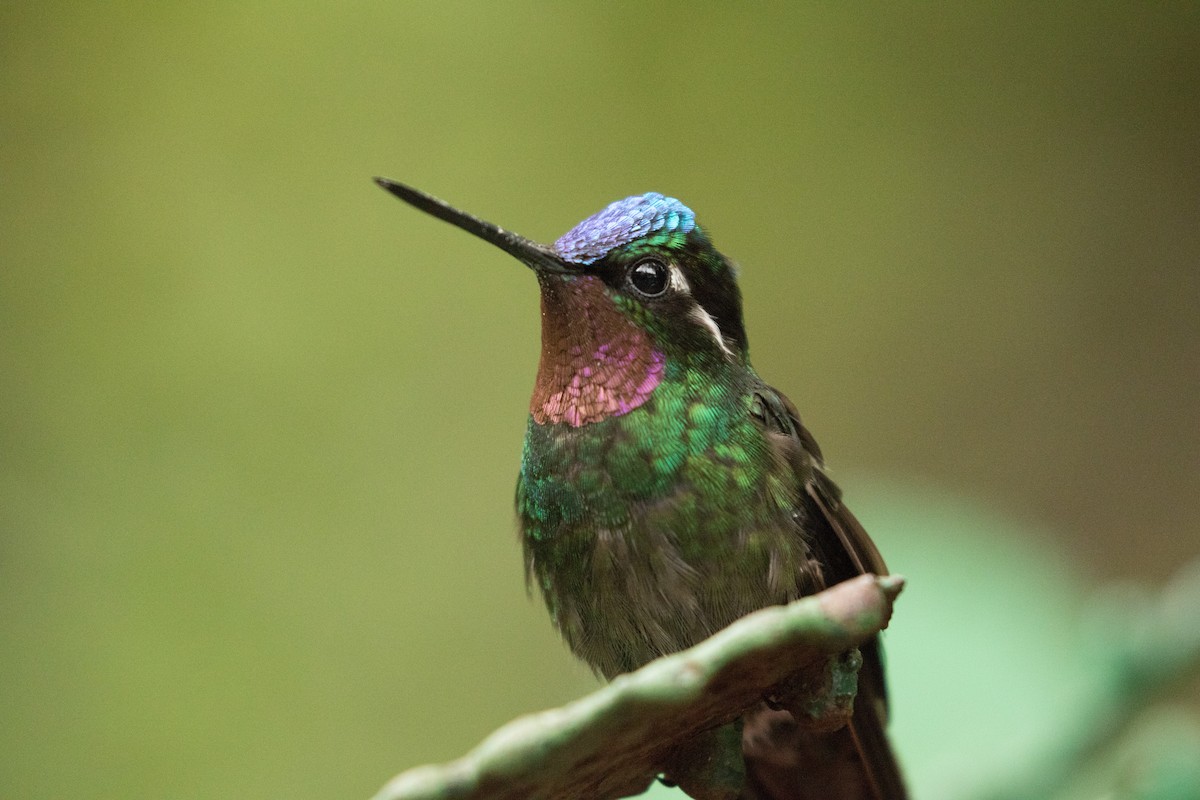 Purple-throated Mountain-gem - ML647390706