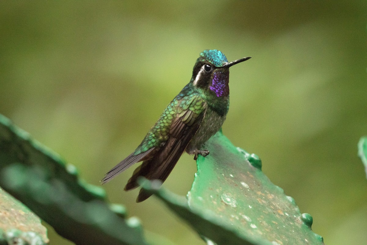 Purple-throated Mountain-gem - ML647390707