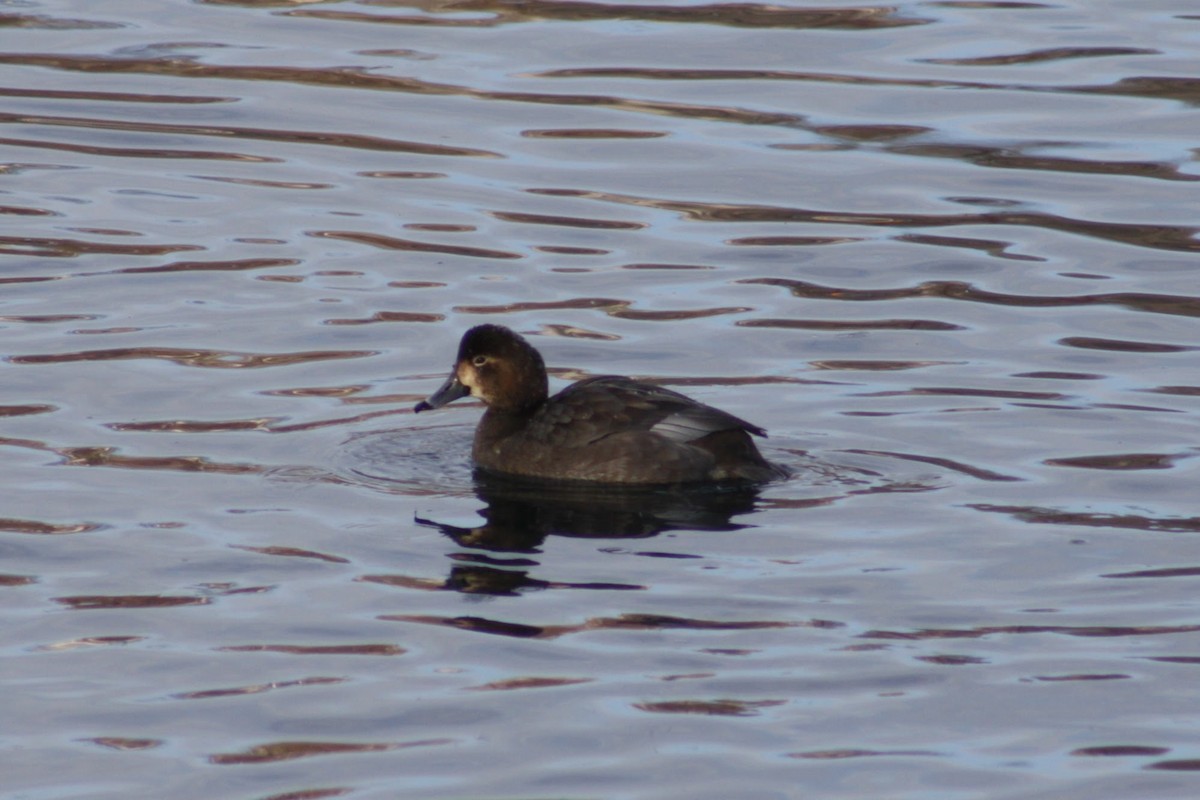 Redhead - ML647390712